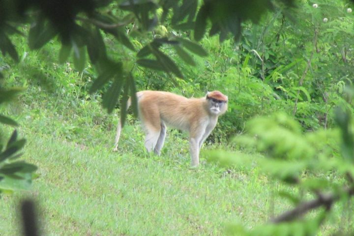 El primate " Rhesus Macaca Mulatta” es una de las especies de monos que habita en Puerto rico. 